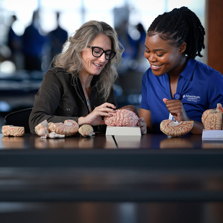 A student and faculty member examine a model brain