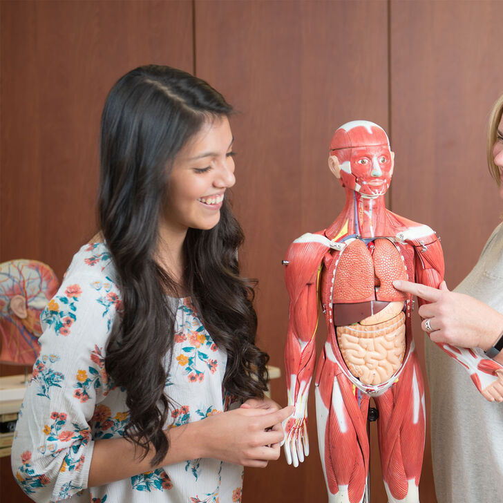 A female professor teaching a female student using an anatomy model